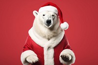 Polar bear christmas mammal animal. 