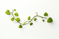 Plant leaf vine white background. 