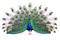 Peacock feather animal bird. 