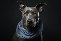 Dog portrait mammal animal. AI generated Image by rawpixel.