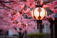 Blossom lamp outdoors flower. 