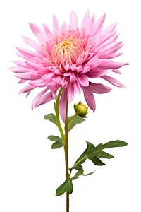 Flower aster blossom dahlia. AI generated Image by rawpixel.