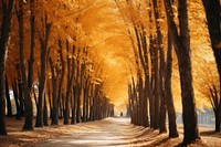 Autumn tree landscape outdoors. 