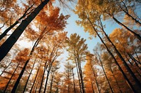 Autumn tree landscape outdoors. AI generated Image by rawpixel.