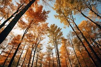 Autumn tree landscape outdoors. 