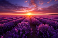 Flower purple landscape lavender. 