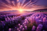 Flower purple landscape lavender. 