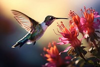 Hummingbird flower hovering animal. 