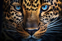 Leopard wildlife cheetah animal. AI generated Image by rawpixel.