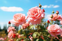 Rose outdoors blossom flower. AI generated Image by rawpixel.