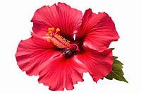 Flower hibiscus plant red. AI generated Image by rawpixel.