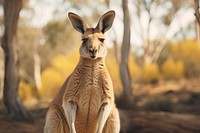 Kangaroo wallaby animal mammal. 