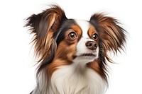 Papillon dog portrait spaniel. AI generated Image by rawpixel.