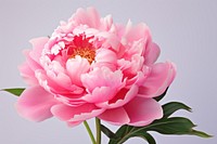 Blossom flower plant peony. 