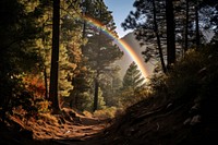 Rainbow forest wilderness landscape. 