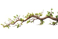 Branch plant tree white background. 