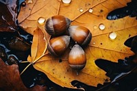 Vegetable autumn plant acorn. AI generated Image by rawpixel.
