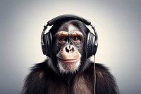 Headphones chimpanzee headset monkey. 