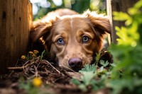 Animal dog outdoors mammal. 