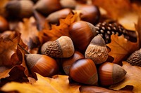 Nut autumn plant brown. AI generated Image by rawpixel.