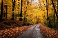 Autumn outdoors woodland scenery. 
