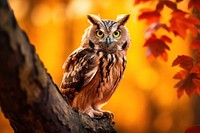 Autumn owl portrait animal. 