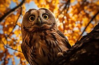 Autumn owl animal branch. 