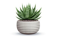 Plant aloe vase white background. 