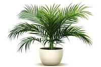 Plant leaf white background houseplant. 