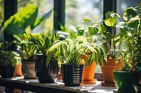 Plant windowsill houseplant terracotta. 