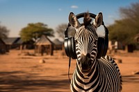 Zebra headphones wildlife outdoors. 