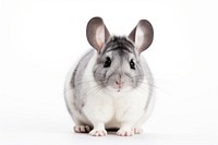 Chinchilla rodent animal mammal. AI generated Image by rawpixel.