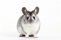 Chinchilla animal mammal rodent. 