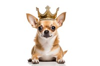 Chihuahua mammal animal crown. AI generated Image by rawpixel.