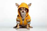 Chihuahua dog sweatshirt portrait. 