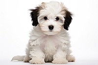 Puppy mammal animal white. AI generated Image by rawpixel.