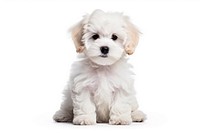 Puppy animal mammal white. AI generated Image by rawpixel.