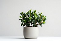 Bonsai plant leaf houseplant. AI generated Image by rawpixel.