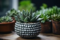 Plant aloe pot houseplant. 