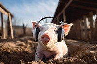 Pig headphones animal mammal. 