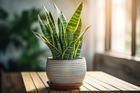 Windowsill plant houseplant terracotta. 