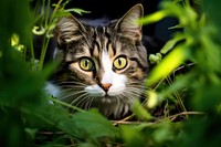 Pet animal mammal kitten. AI generated Image by rawpixel.