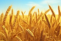 Agriculture backgrounds outdoors barley. 