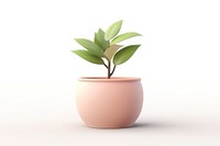 Plant leaf pot white background. 