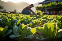 Plant vegetable outdoors garden. AI generated Image by rawpixel.