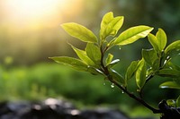 Nature plant sunlight outdoors. 