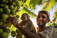 Coconut nature monkey plant. 