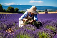 Lavender plant outdoors nature. 