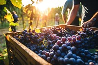 Farm harvesting outdoors vineyard. 