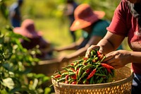 Agriculture harvesting gardening vegetable. 